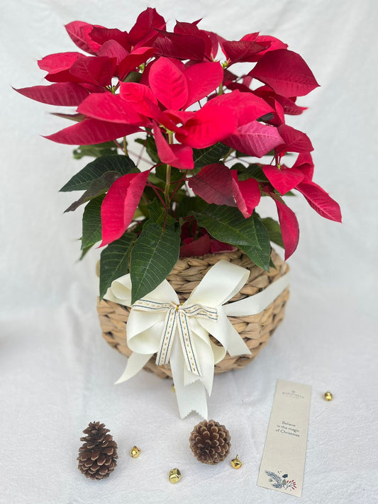 Poinsettia en Matero de bomba