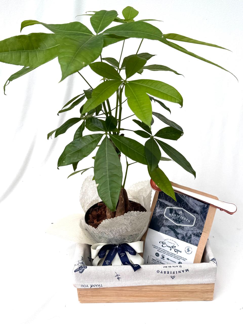 Pachira: Planta de la Prosperidad y Café Artesanal