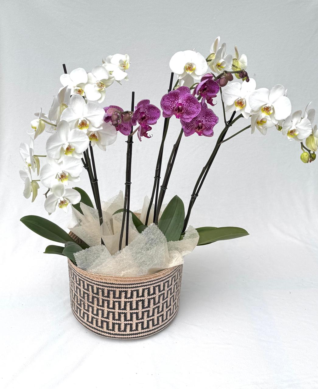 cansata wayuu con 3 orquideas