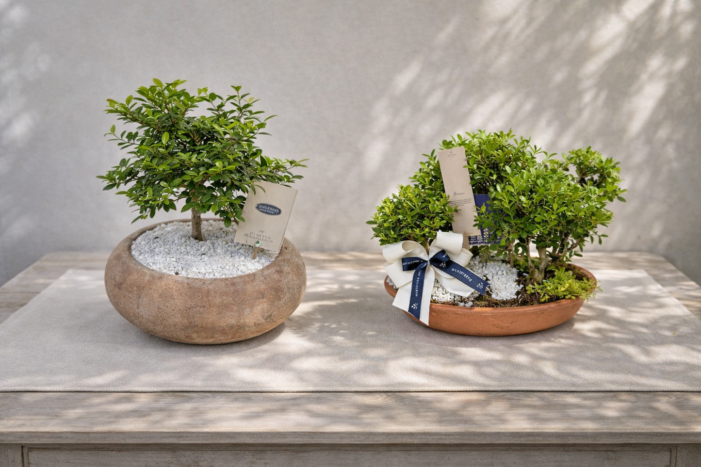 Bonsai de Bosquecito