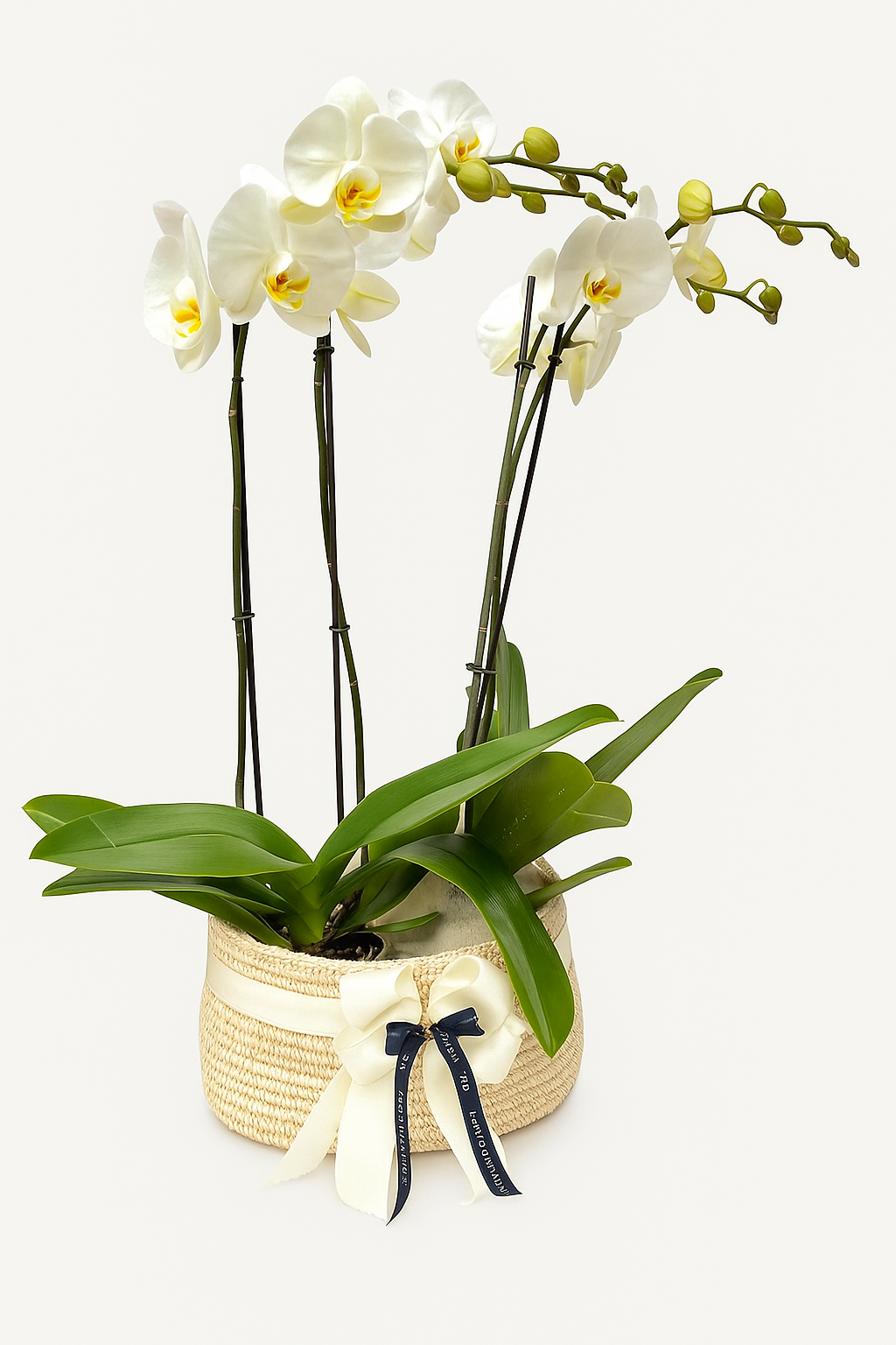 Dos Orquídeas con matera de fique Bogotá | Regalo Especial