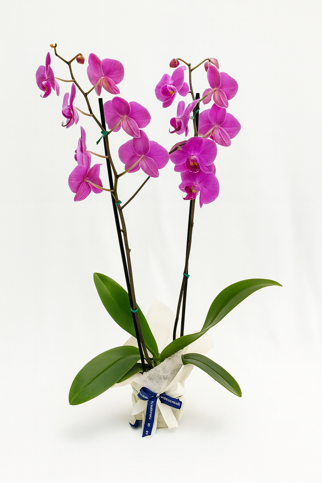 Orquídea Phalaenopsis Large Doble Vara empacada
