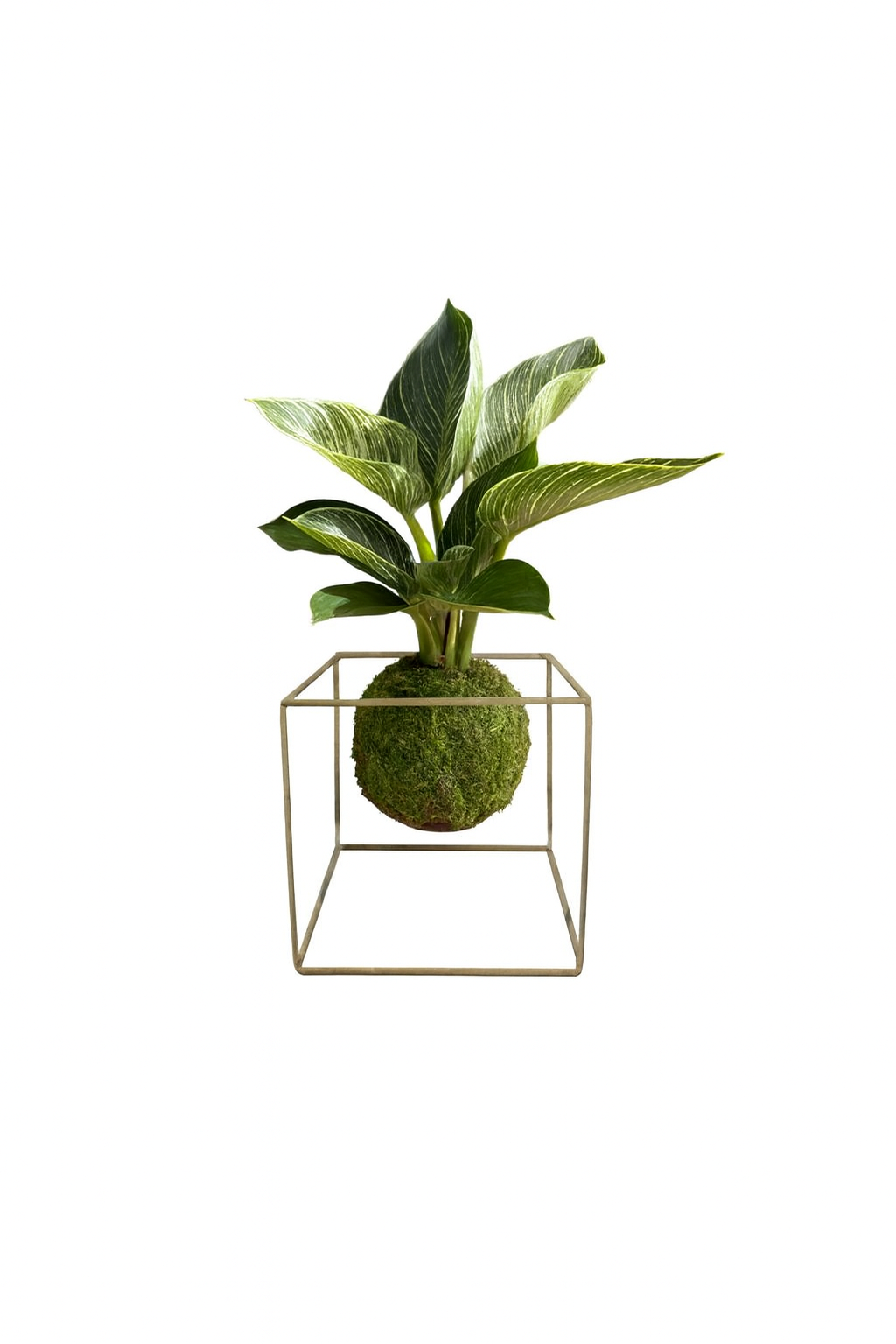Koke – Arte Japonés de Kokedama en Bogotá