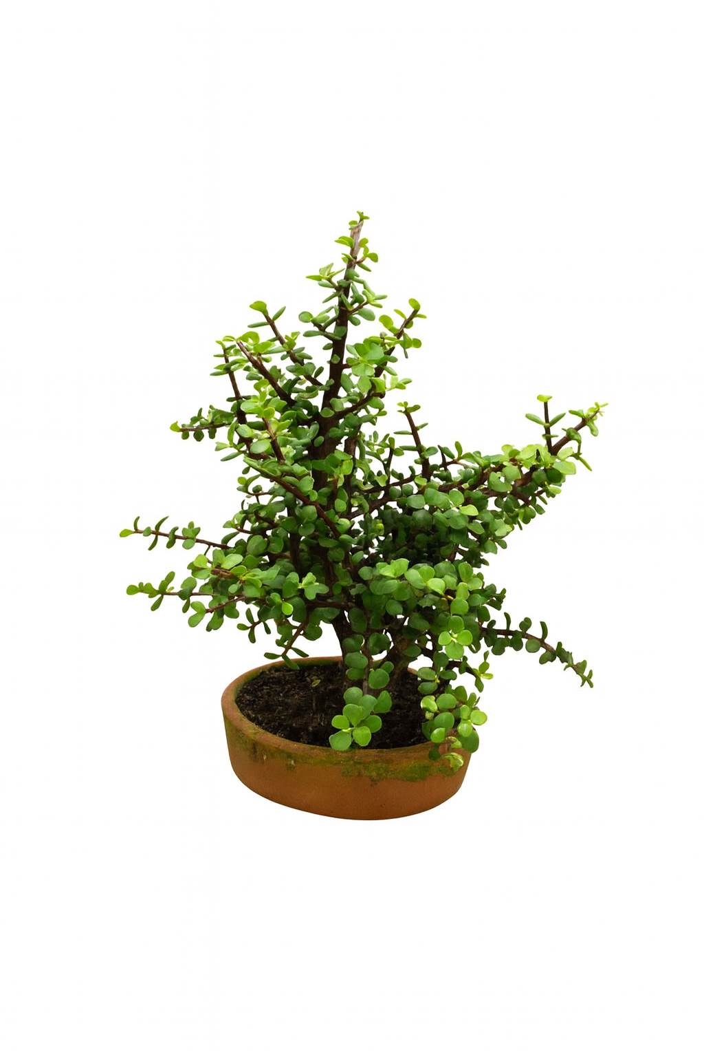 Bonsai tradicional Bogotá