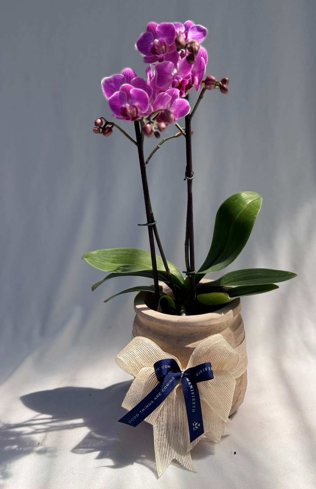 Orquídea mini con matera de rústica | Regalo Especial