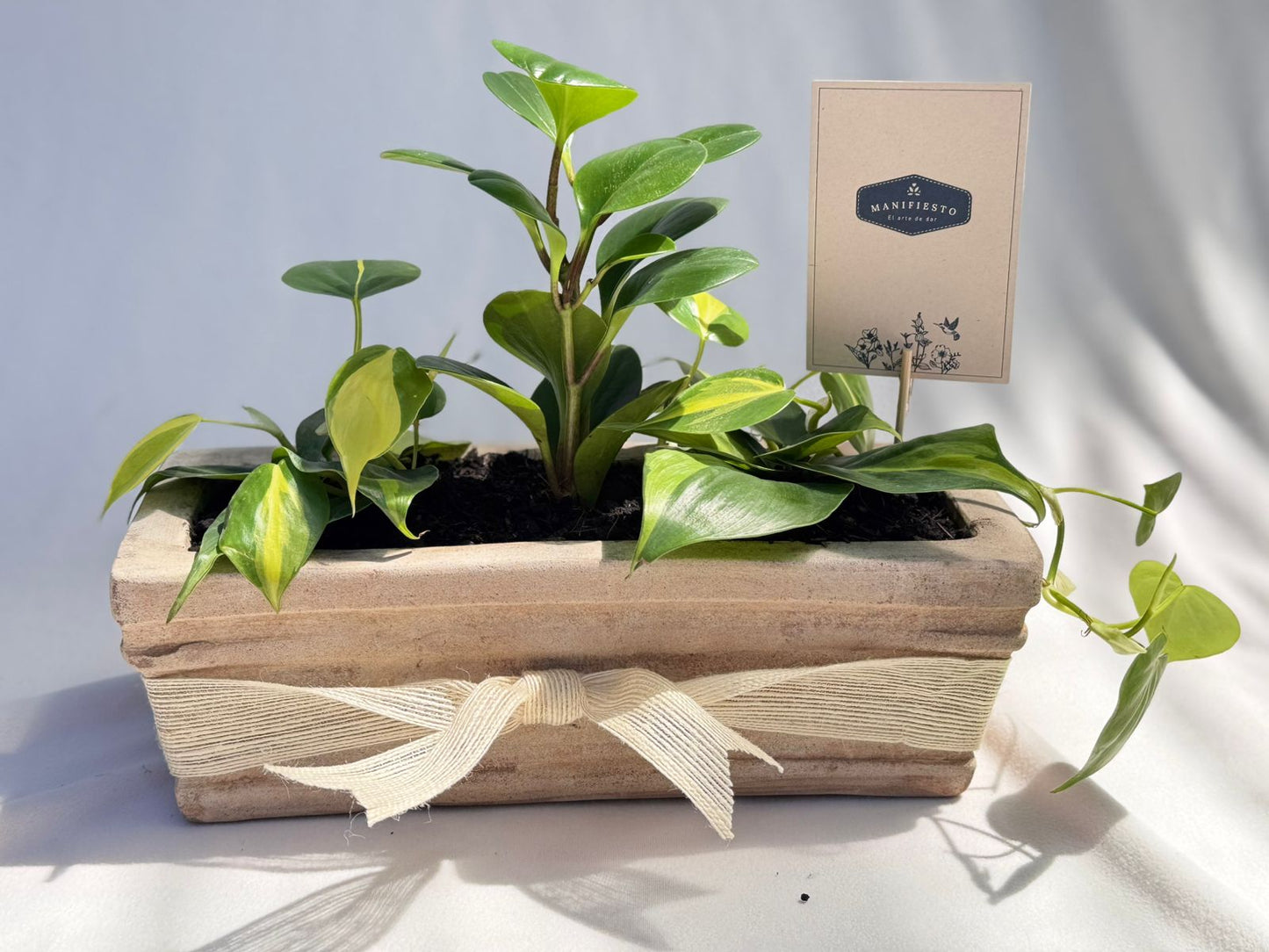 materita con tres plantas