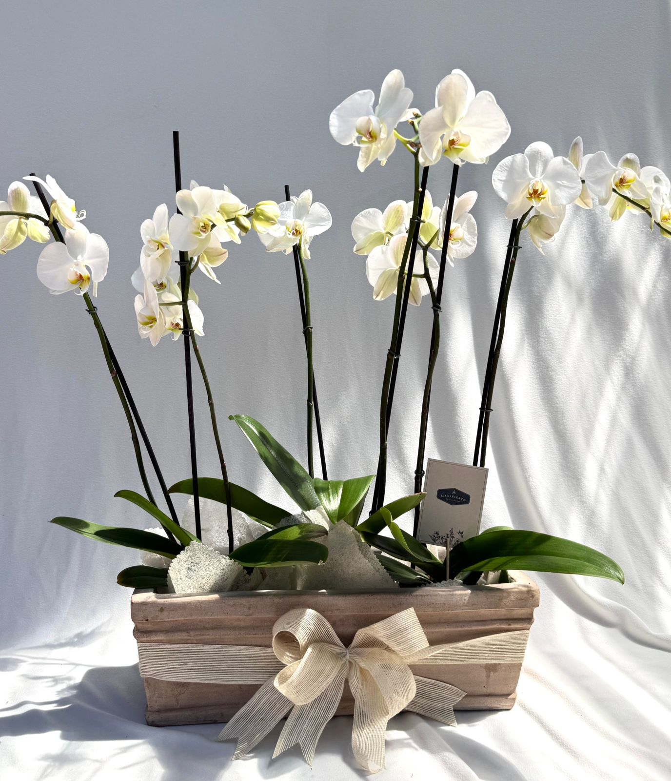 Matera Rústica Orquídeas Phalaenopsis | Regalos Especial