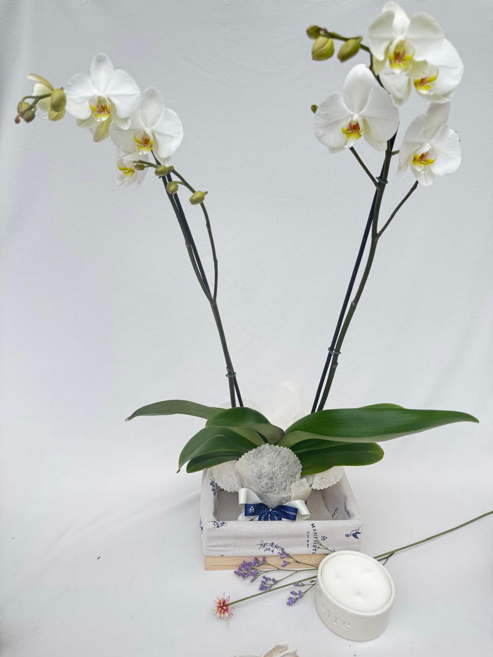 Orquídea con vela Bogotá | Una luz para ti