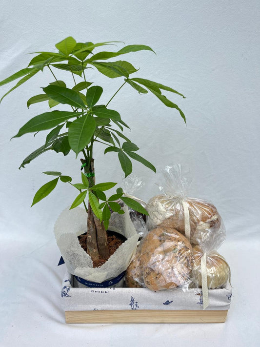 Felicidad-  Planta prosperidad y panes