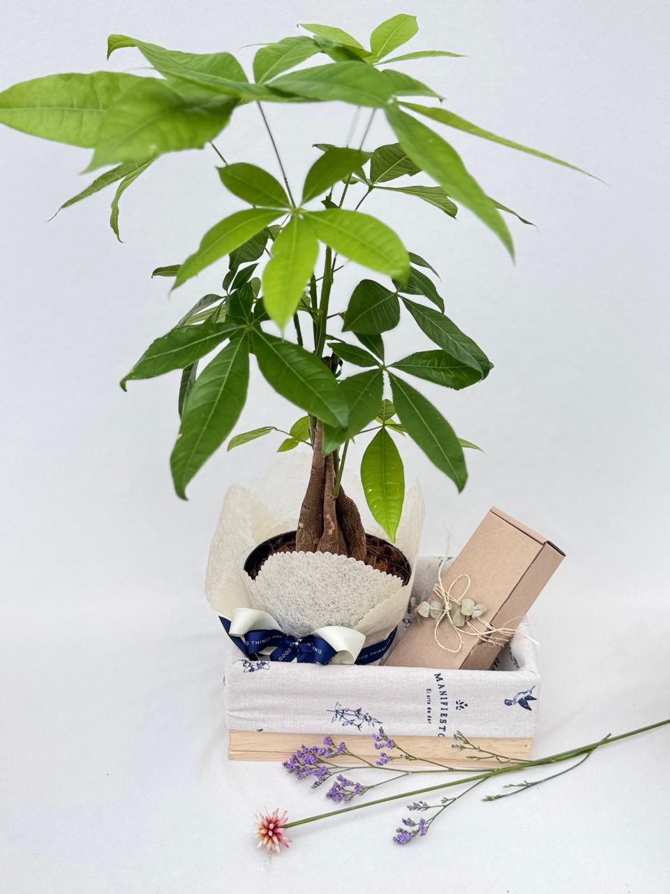 Pachira: La Planta de la Buena Fortuna con Velas Ecológicas en un Guacal en ritual