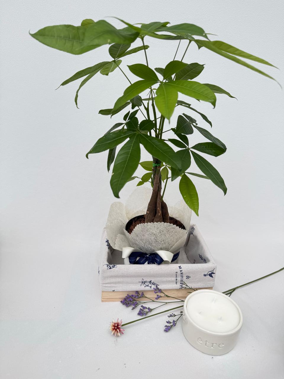 Descubre el significado de la Pachira, la planta de la prosperidad, y cómo potenciar su energía con un ritual de velas para atraer abundancia y buena suerte.