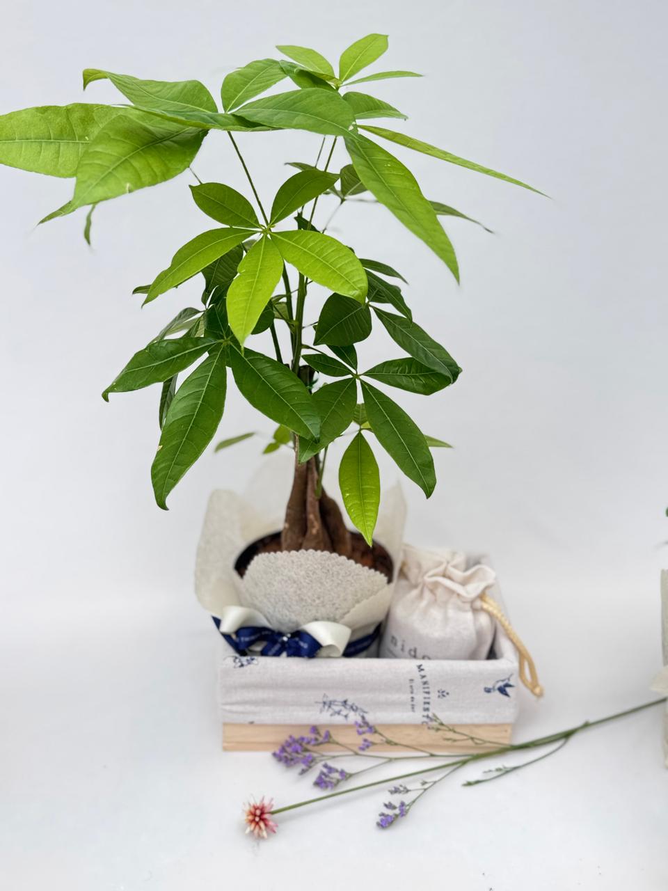 Pachira: La Planta de la Buena Fortuna con Velas Ecológicas en un Guacal