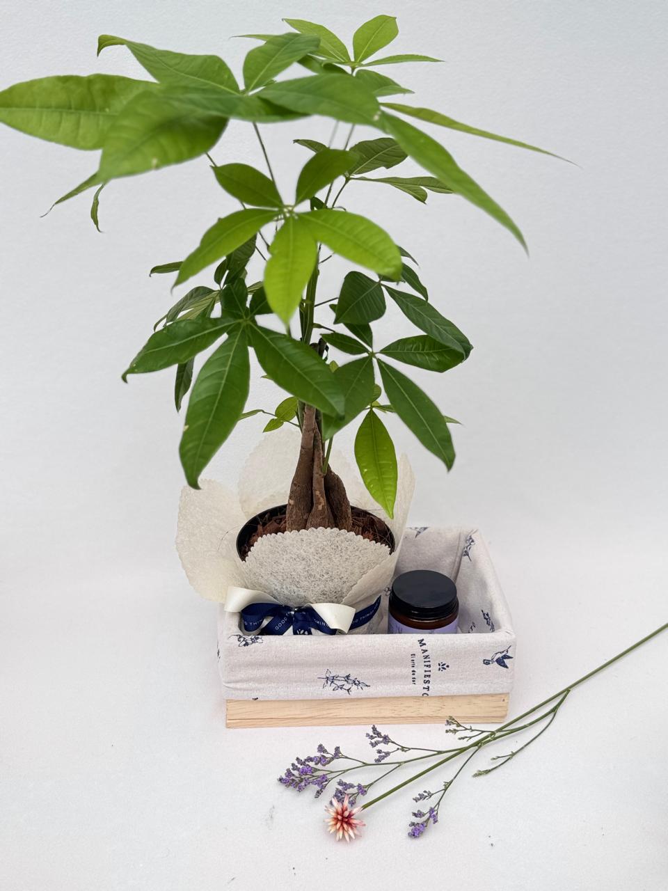 Pachira: La Planta de la Buena Fortuna con Velas Ecológicas en un Guacal