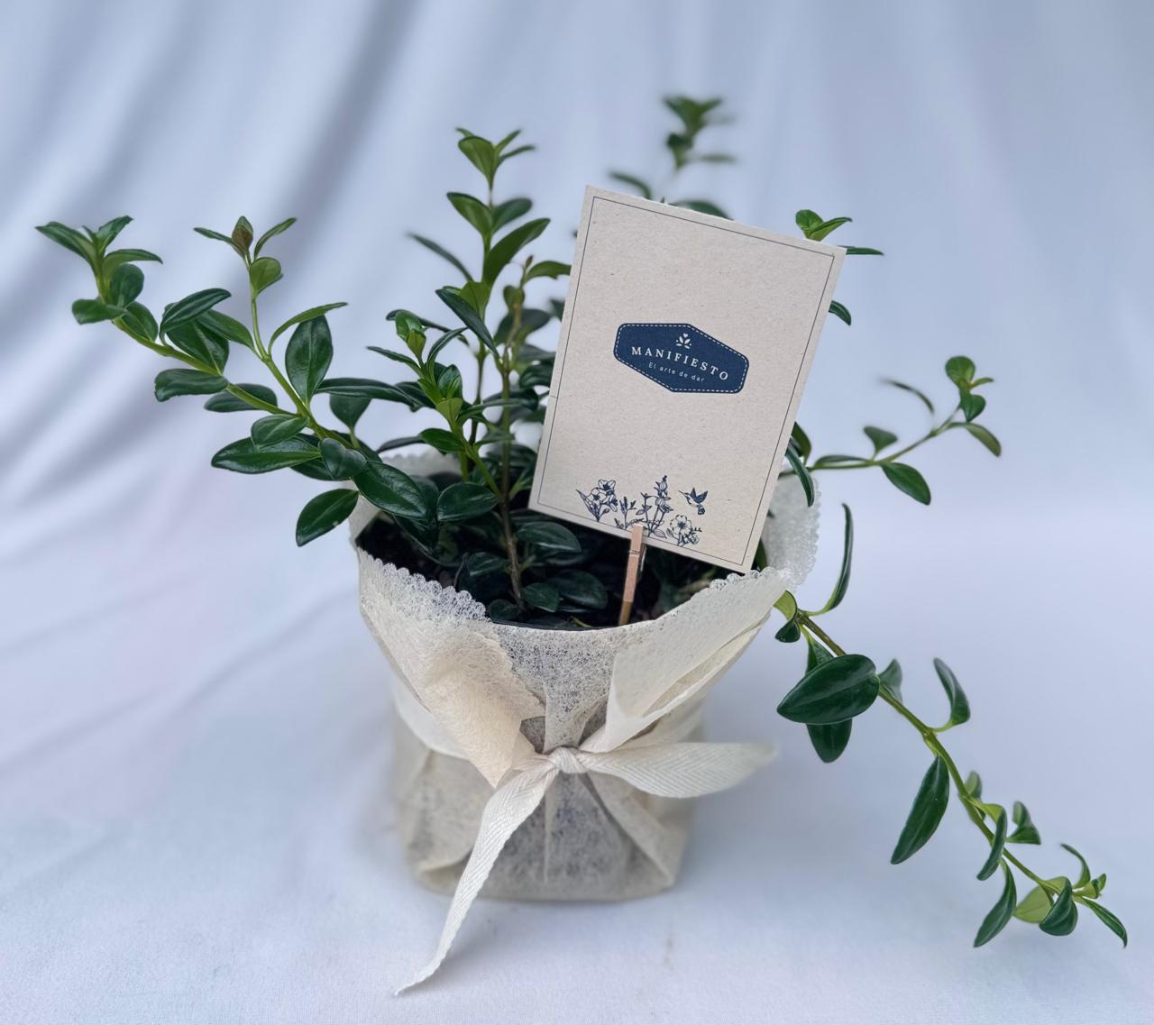 Planta Sencilla |hacerse presente