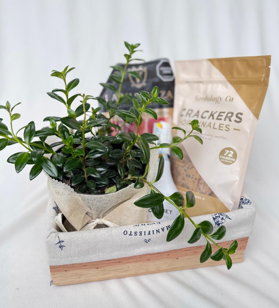 Piba, madurados, grisinis y planta