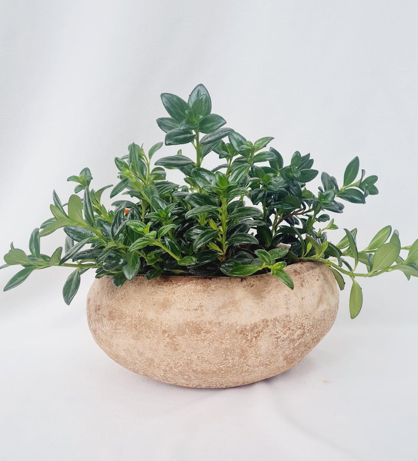 Planta en materitas rústica