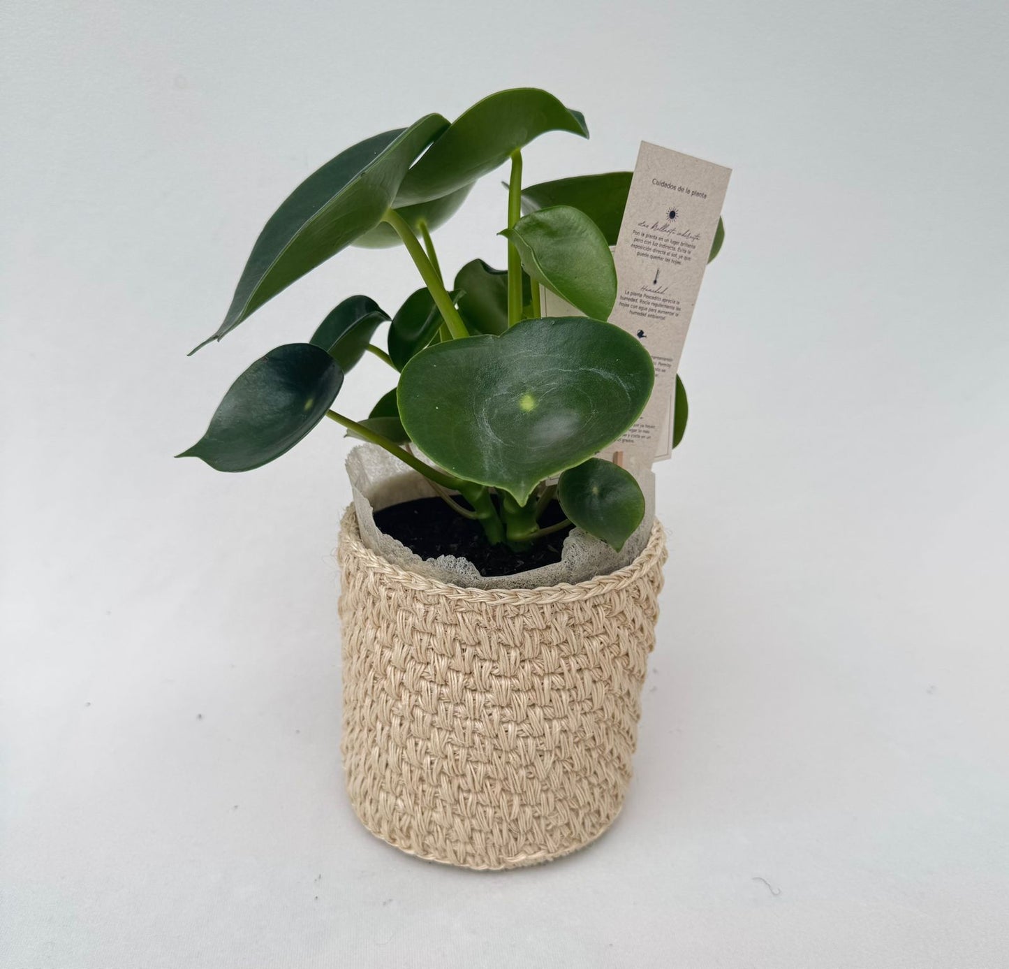 Regala naturaleza con esta hermosa planta verde en matera de fique artesanal. Un regalo ecológico, sostenible y perfecto para decorar cualquier espacio.