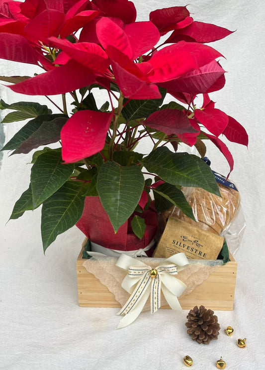 Regalo navideño con Poinsettia, café  y pan de masa madre