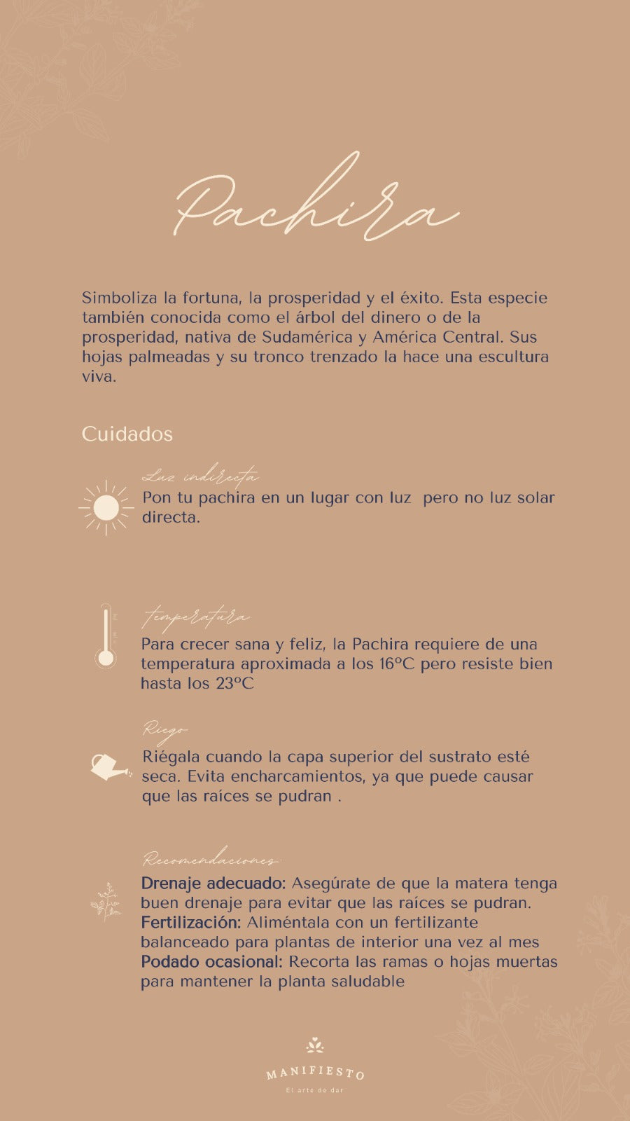 Pachira: Árbol de la Prosperidad con Matera Plástica | Regalo