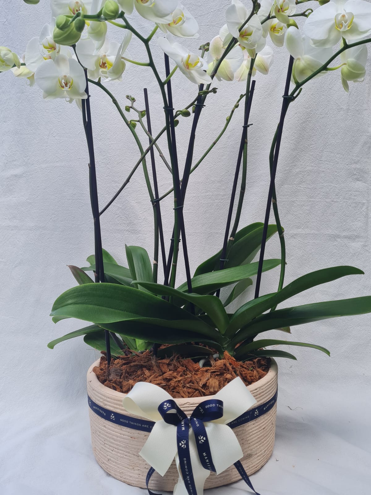 3 Orquídeas Phalaenopsis Doble Vara con Matera Artesanal