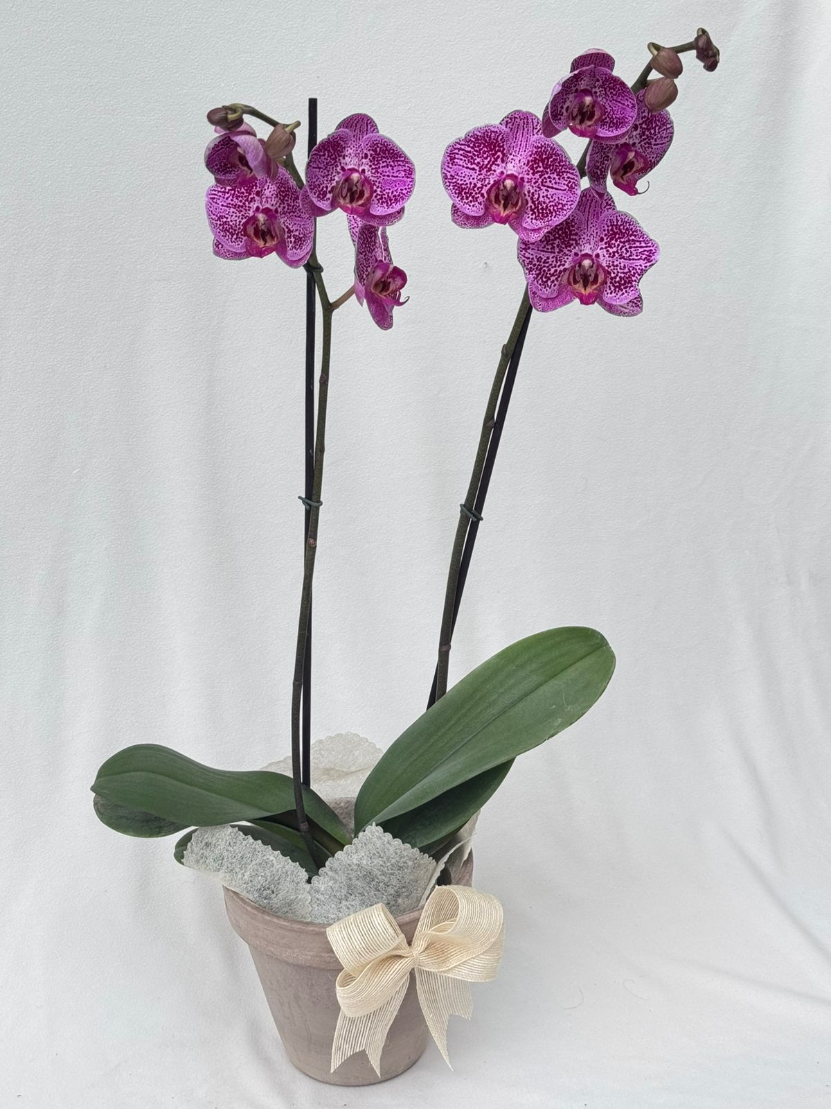 Orquídea Phalaenopsis Large Doble Vara con matera gris | Regalo