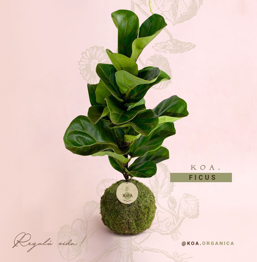 Koke – Arte Japonés de Kokedama en Bogotá