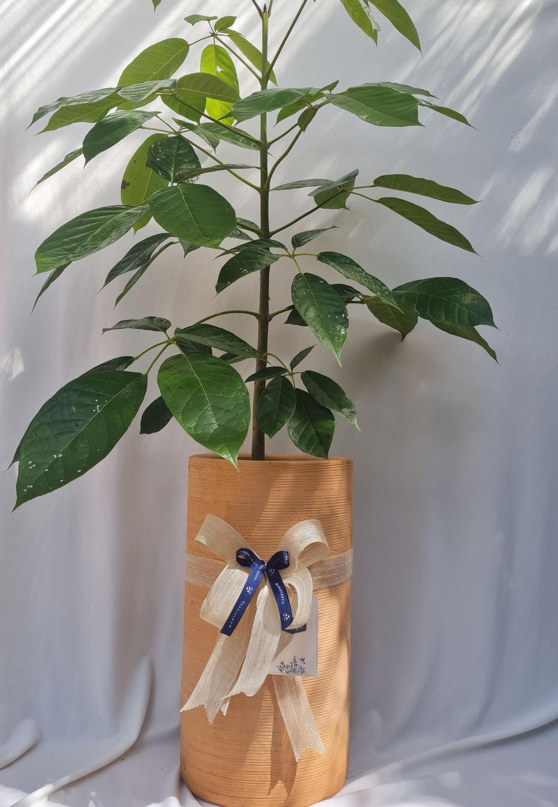 Árbol para sembrar en familia