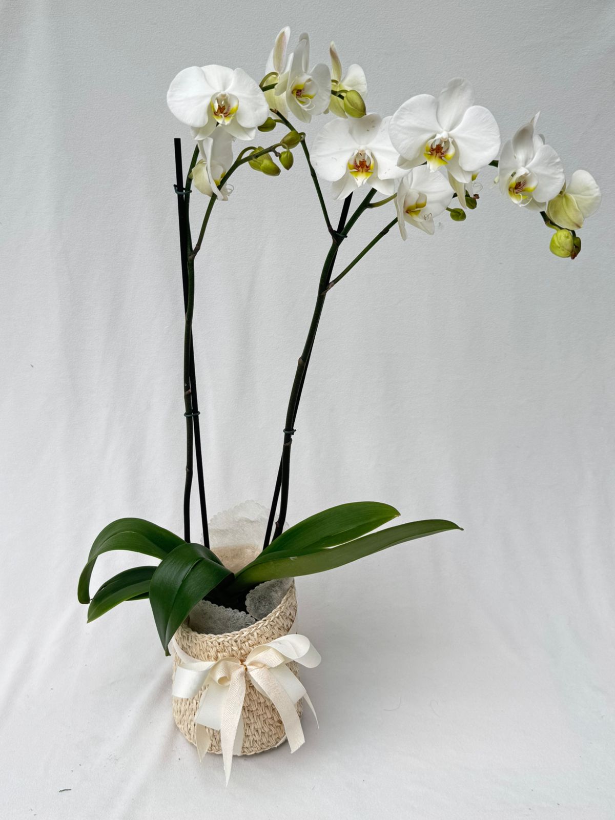 Orquídea Doble Vara con matera de fique | Regalo