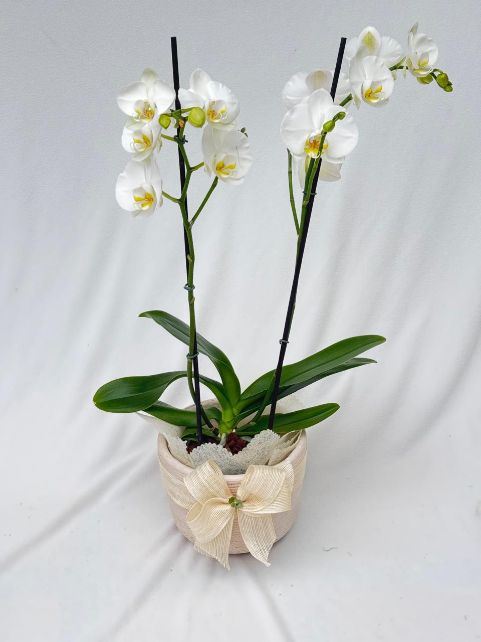Orquídea Doble Vara con matera de barro rosado | Regalo