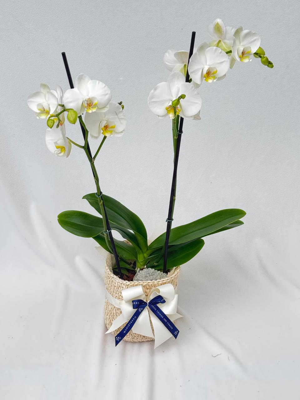 Orquídea Doble Vara con matera de fique Bogotá | Regalo
