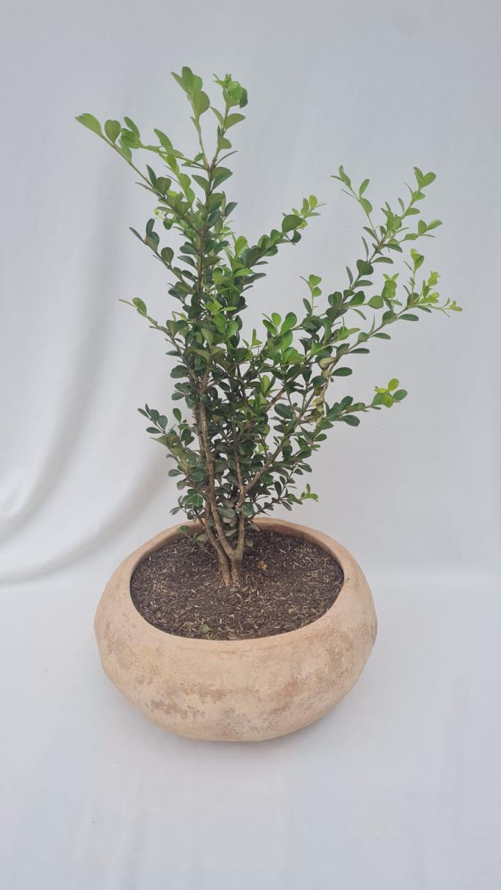 Bonsai en base rústica