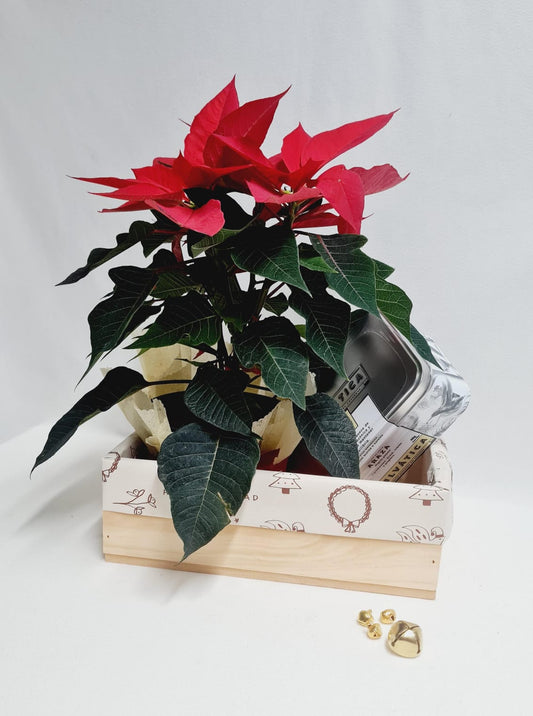 Poinsettia y lata de té| Navidad Especial