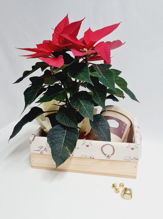Poinsettia y brownies