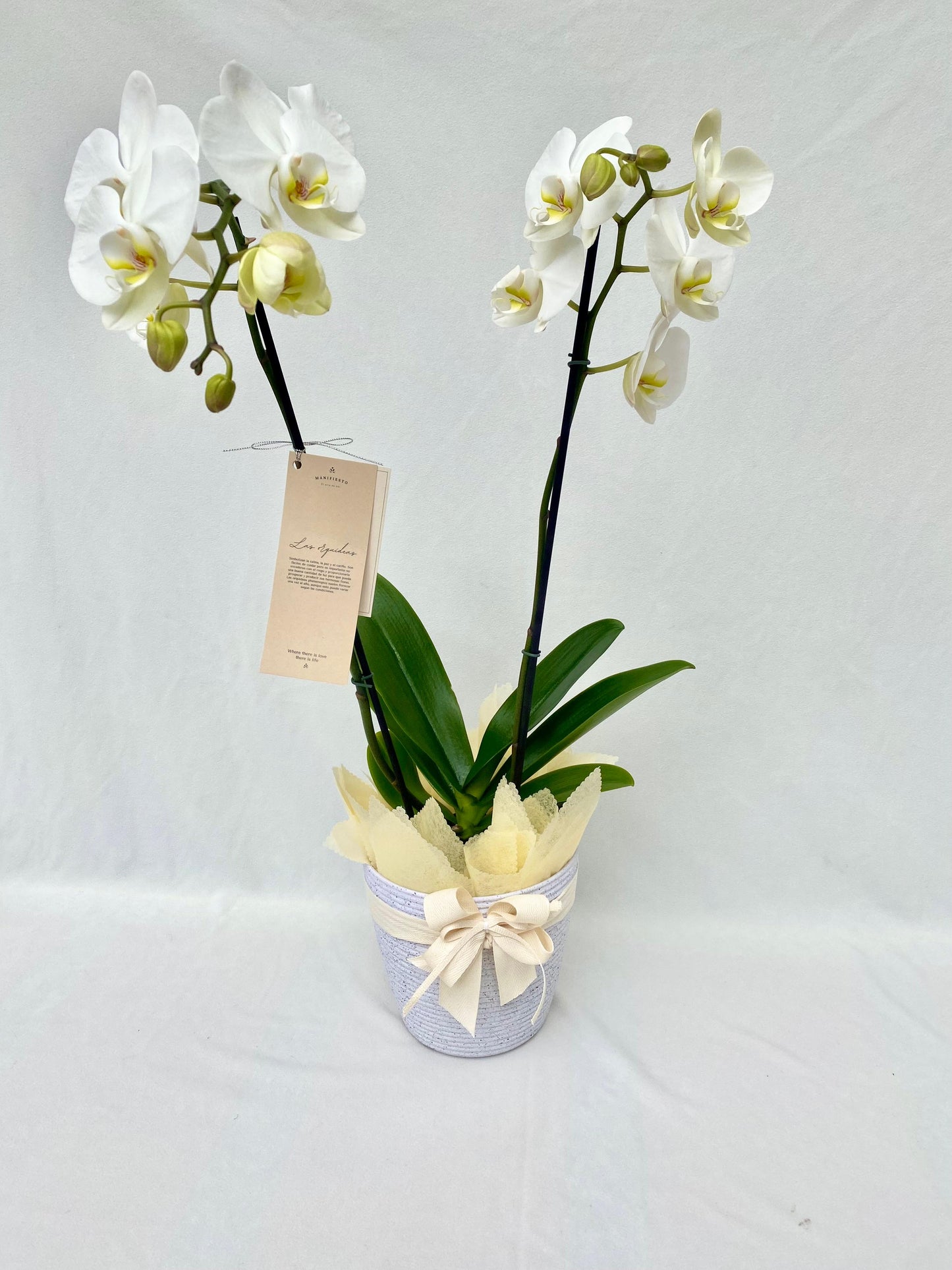Orquídea Doble Vara con matera blanca plástica | Regalo