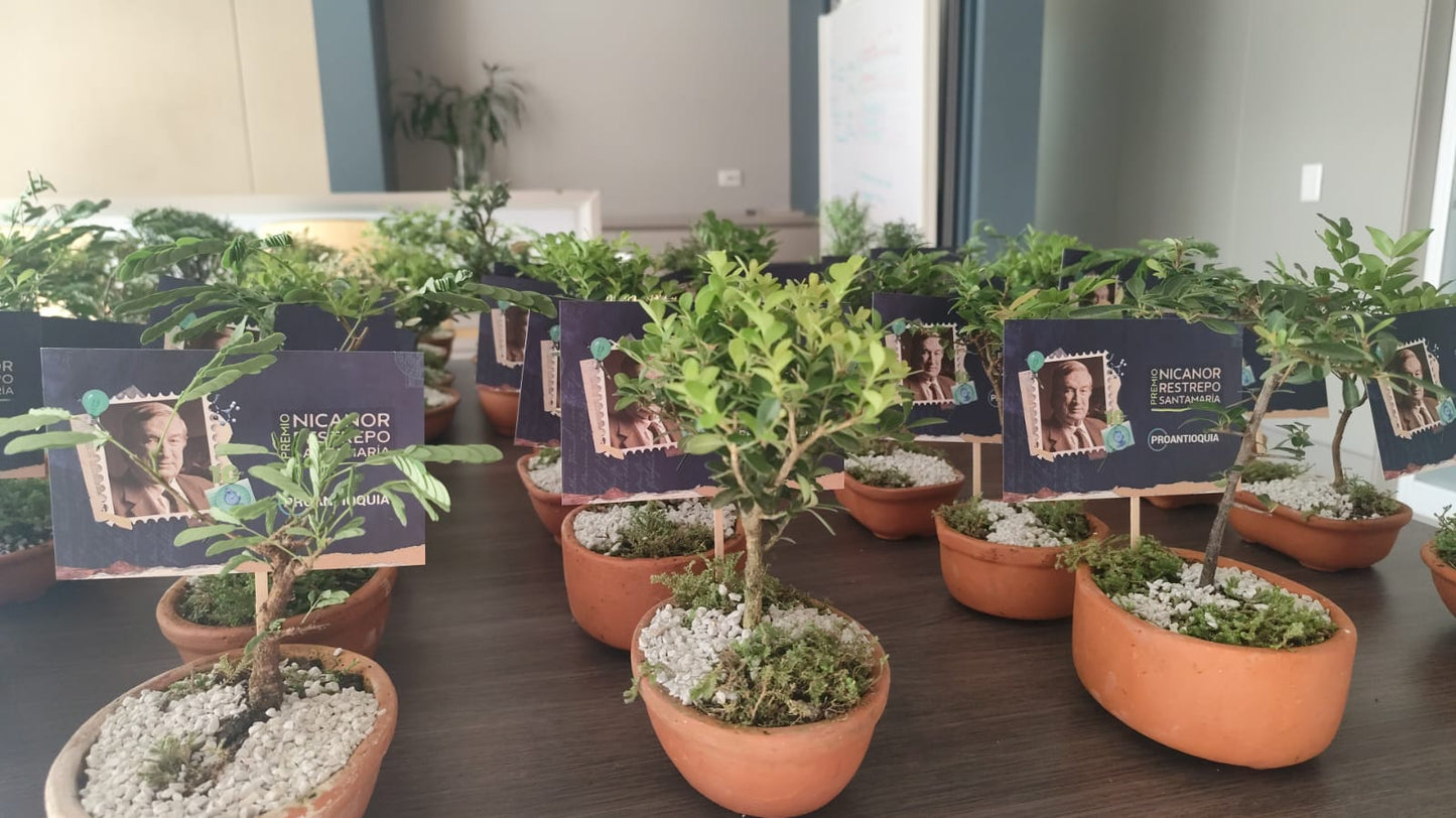 Bonsai Pequeño corporativo
