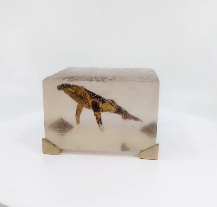 Obra Ballena Jorobada en el agua