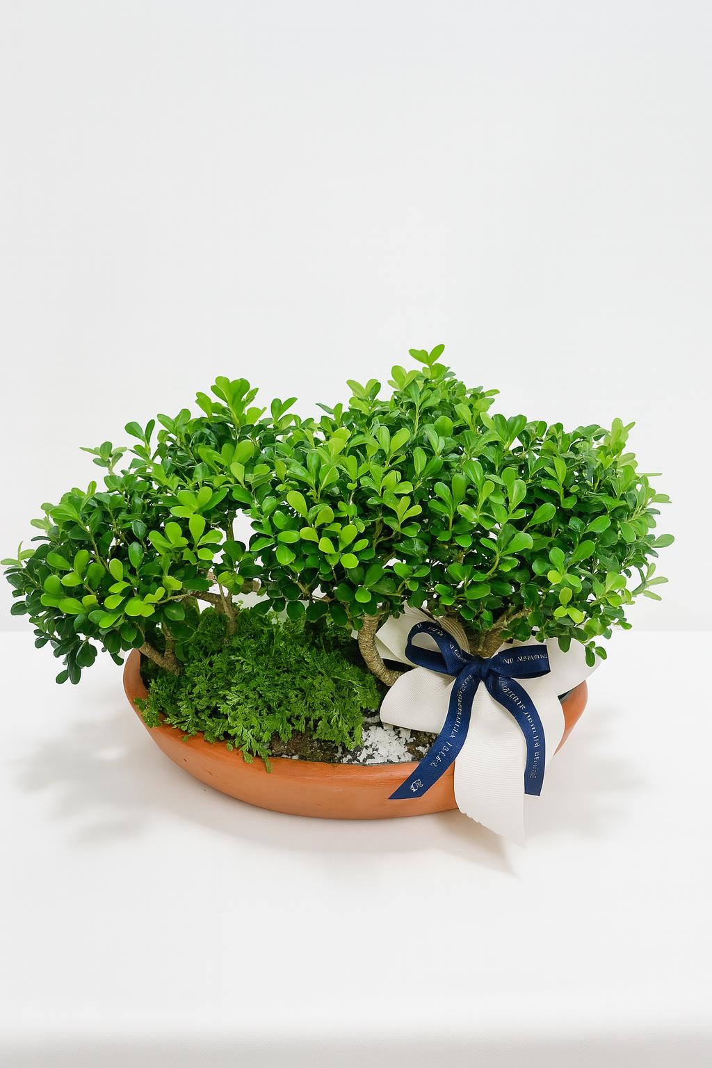 bonsai de bosque