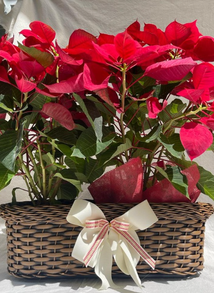 Canasta de Poinsettias