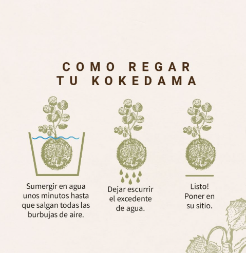 Koke – Arte Japonés de Kokedama en Bogotá