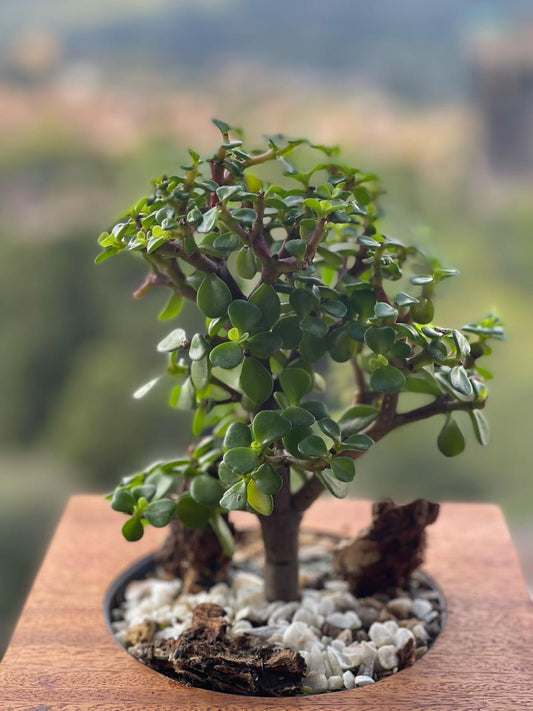 jade en base de madera, la planta de la prosperidad