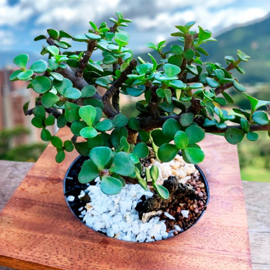 Jade en base madera| Planta de la prosperidad