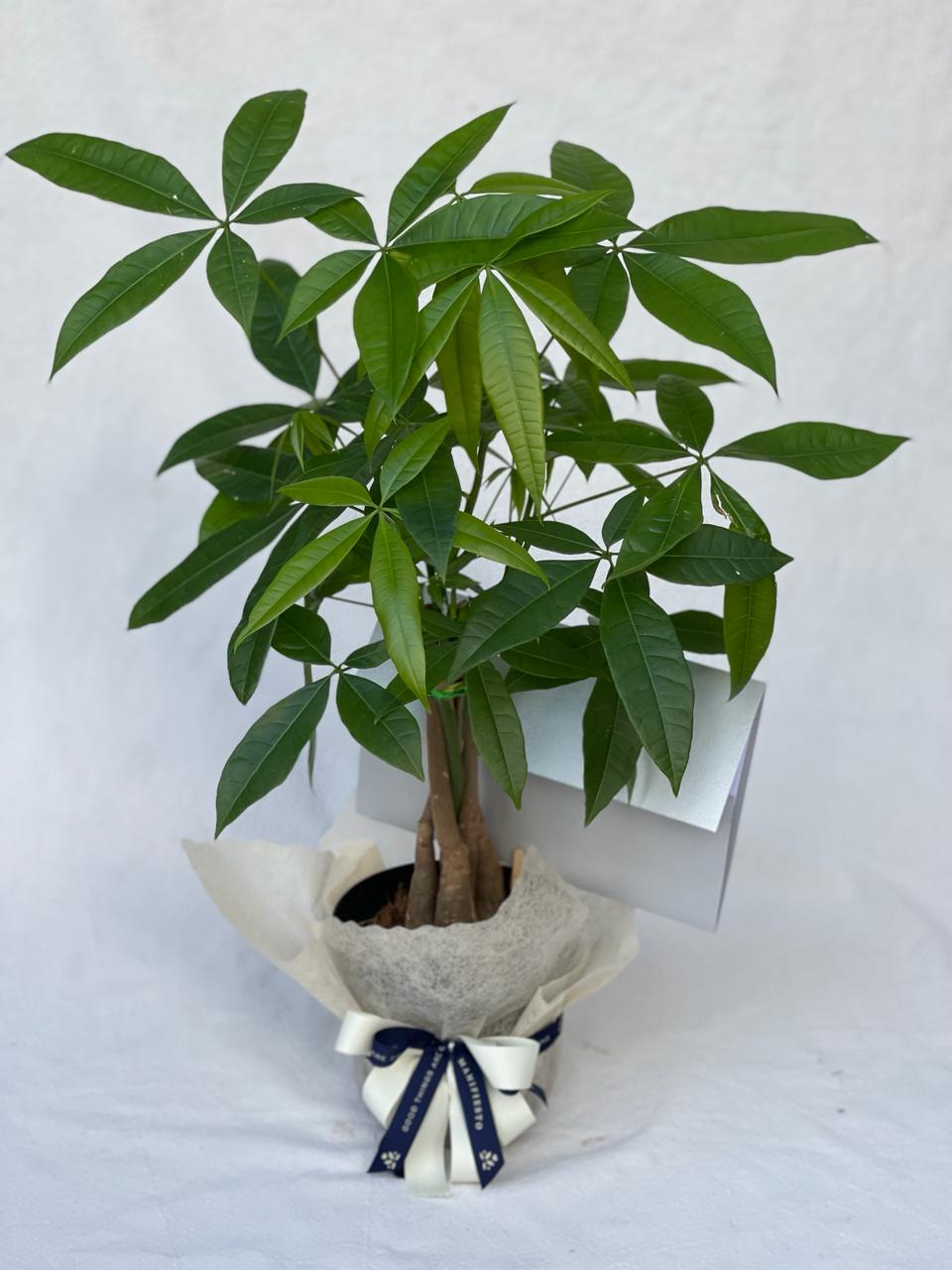 pachira arbol de la abundancia y de la prospoeridad