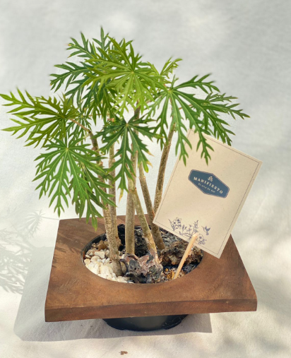 palmerita en base de madera paar escritorios o mesas