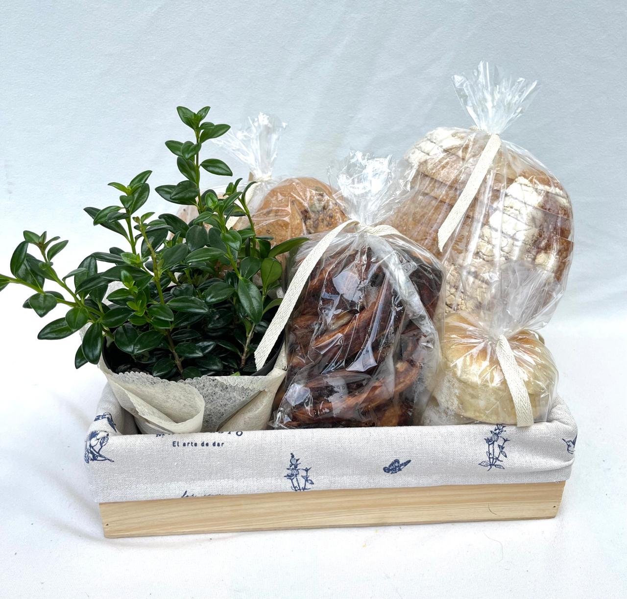 Felicidad- ancheta con planta verde y panes