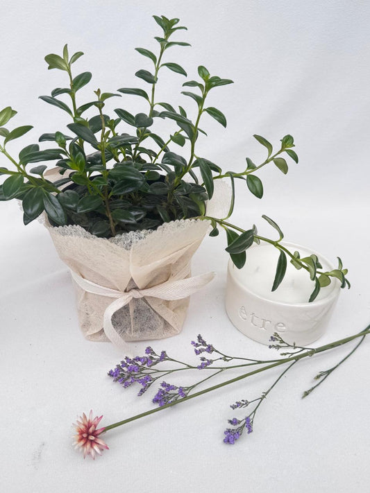 planta sencilla para regalar