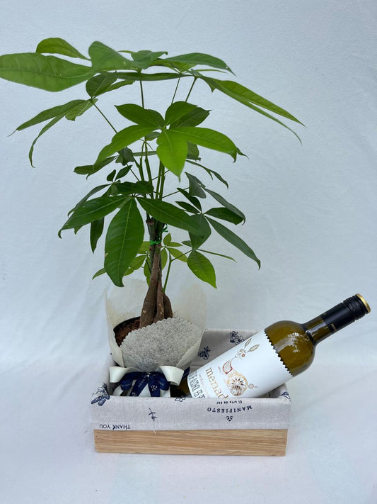 Celebrar buenos deseos- Pachira con vino Bogotá