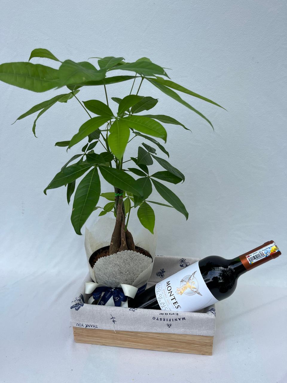 Celebrar buenos deseos- Pachira con vino