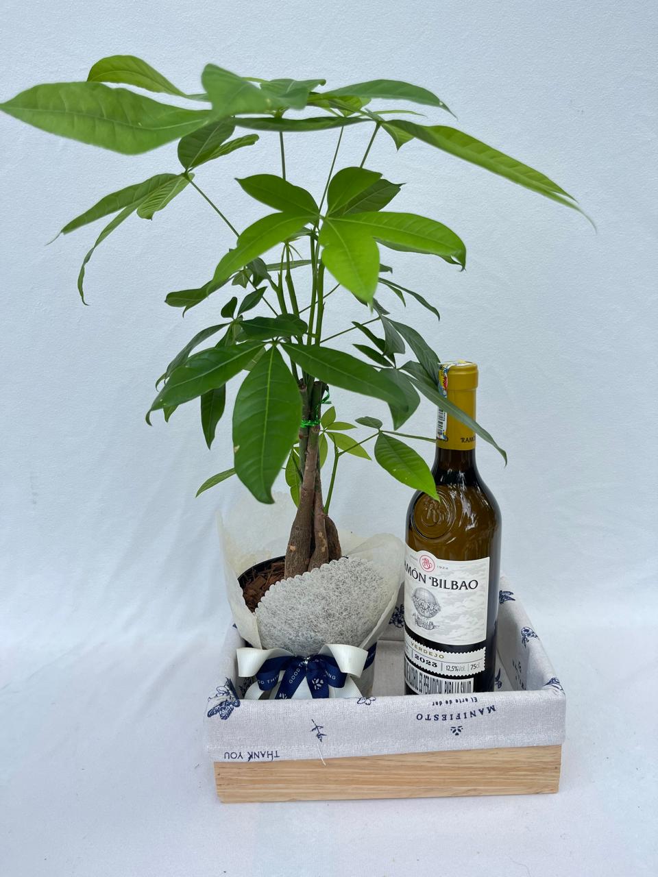 Celebrar buenos deseos- Pachira con vino