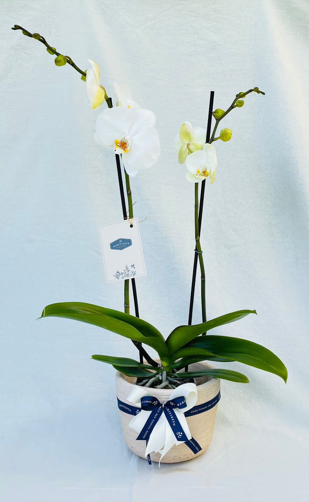Orquídea Phalaenopsis Large Doble Vara con matera de barro rosado