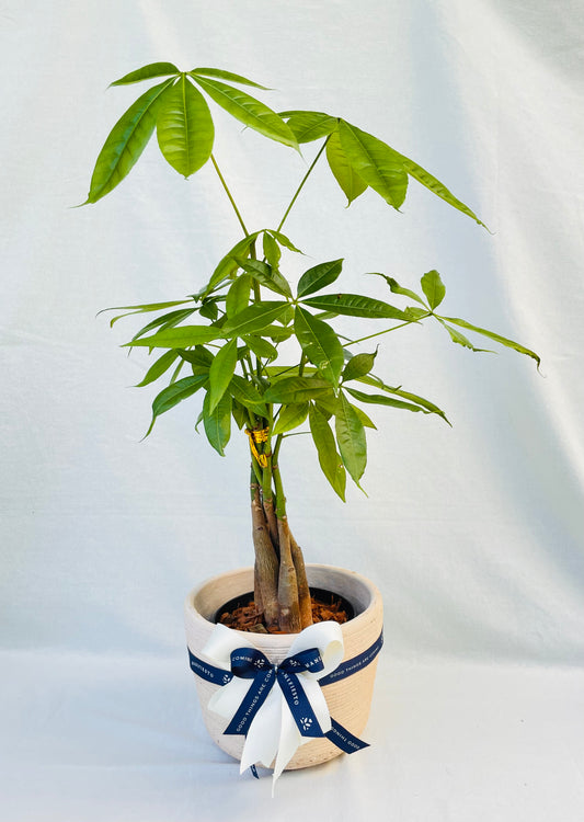 Pachira: Árbol de la Prosperidad con Matera barro rosado | Regalo